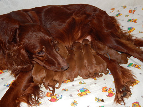 zdjęcie szczeniaka Seter irlandzki pies domowy zwierzę 600x450 Szczeniak szczeniaczki Psy domowe Zwierzęta