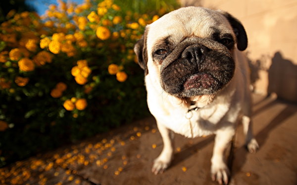 Picture Pug Dogs Snout Staring Animals 600x375 dog Glance animal
