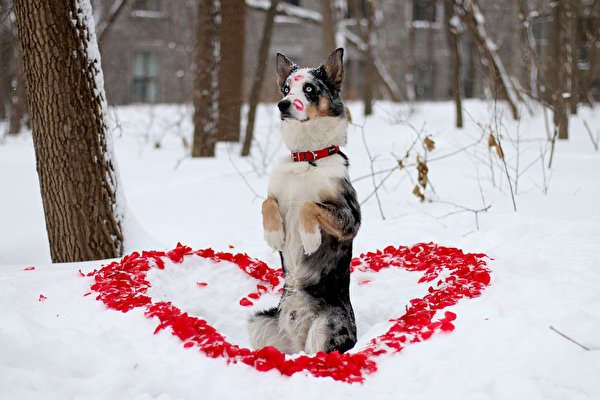 Обои для рабочего стола Бордер-колли Собаки Сердце снега Животные 600x400 собака серце сердца сердечко Снег снегу снеге животное