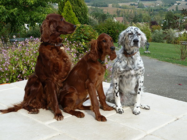 Foto Engelsk setter Irländsk setter hund Tre 3 Djur 600x450 Hundar