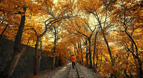 Pictures Autumn Nature young woman Railroads Trees 600x330 Girls female