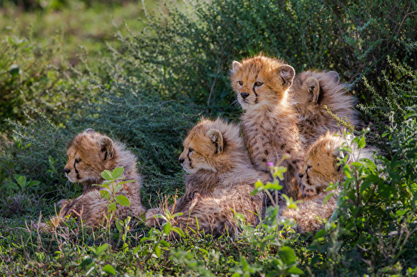Photos cheetah Big cats Cubs Grass animal 600x399