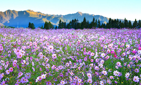 Fondos De Pantalla 600x362 Cosmos Planta Herbazal Montañas Cielo Flores Naturaleza Descargar 8842