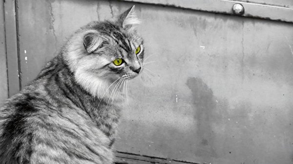Achtergronden bureaublad Katten Kijkt een dier 600x337 kat poes kater Dieren