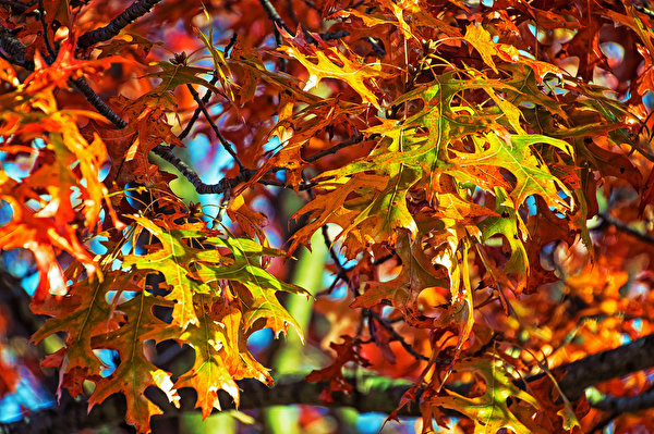 Fondos De Pantalla 600x399 Otoño Rama Follaje Naturaleza Descargar Imagenes