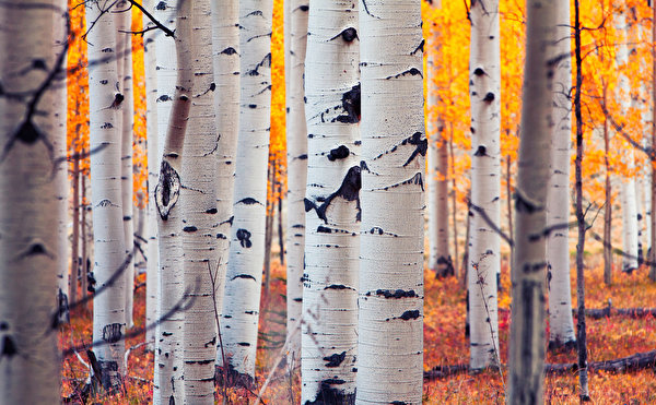 Bilder USA Wald Herbst Birken Bäume Baumstamm Colorado Aspen Natur
