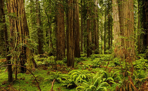 Fotos USA Park Wälder Kalifornien Baumstamm Redwood National And State Parks Natur