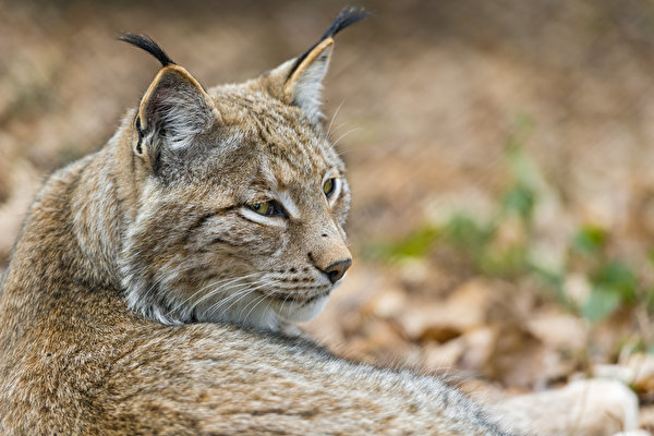 Immagini lynx Animali ©Tambako The Jaguar 600x400 Lince animale