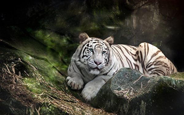 Bakgrunnsbilder tiger hvite Dyr 600x375 Tigre Hvit