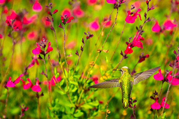 Colibri wallpaper (38 images) pictures download