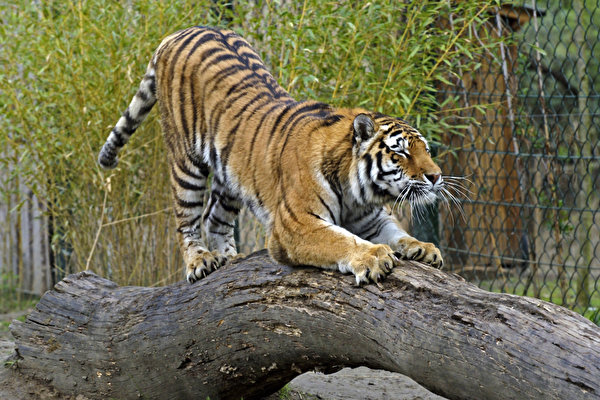 Immagini Tigri tronco di albero animale 600x400 tigre panthera tigris Tronco d'albero Animali