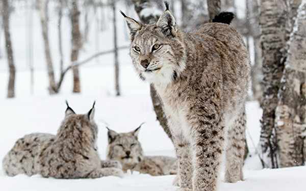 600x375 Lynx Invierno animales, un animal, linces, lince Animalia