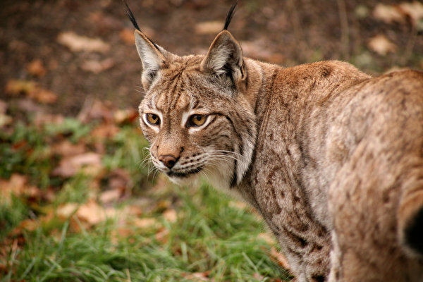 600x400 Lynx animales, un animal, linces, lince Animalia