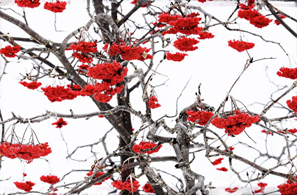 Photos Red Winter Nature Berry Branches 600x395