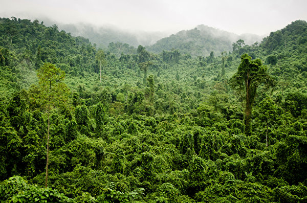 Tapeta Jungle Natura Lasy Kraje tropikalne 600x397 przyroda las