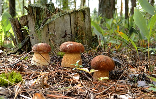 Immagine Natura Ceppo di albero Funghi natura 600x382 fungi