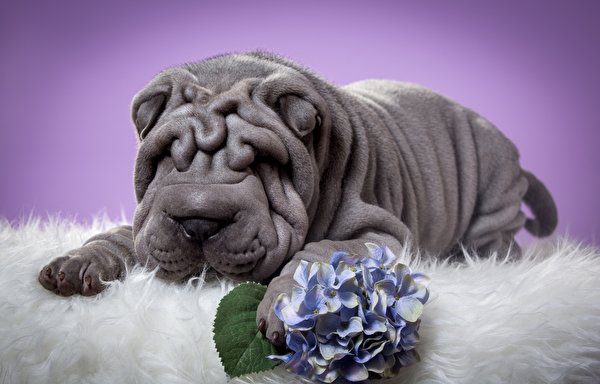 Premium Photo | A dog with a black background and the word shar pei on it