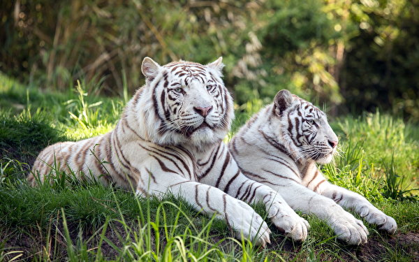 600x375 Tigre Deux Blanc un animal, tigres, 2 Animaux