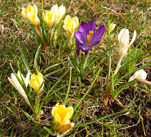 Bilder von Blumen Krokusse Nahaufnahme 497x450 Blüte hautnah Großansicht