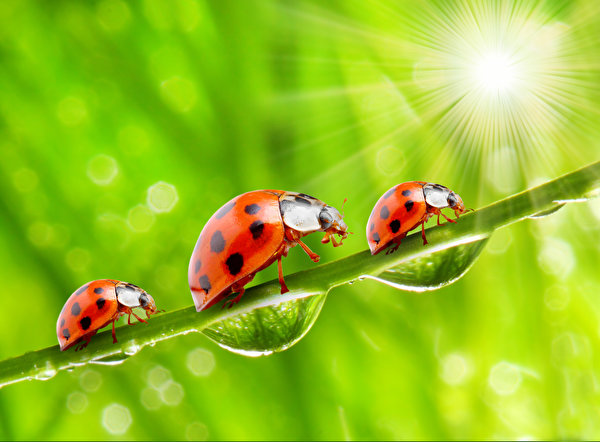 Wallpaper Rays of light Coccinellidae Drops Three 3 animal Closeup 600x442 Ladybird Ladybugs Lady beetle Animals