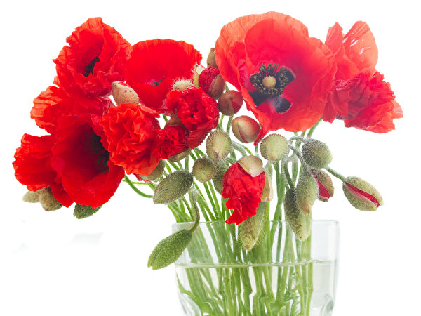 Images Red flower Poppies Flower-bud 600x450 papaver Flowers