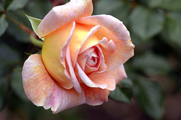 Fotos Rosen Blumen hautnah 600x399 Rose Blüte Nahaufnahme Großansicht