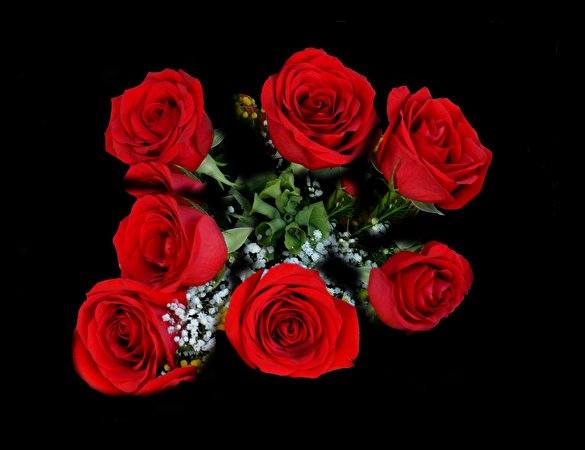 Bilde bukett Rød Roser Blomster Svart bakgrunn 585x450 Buketter rosa blomst