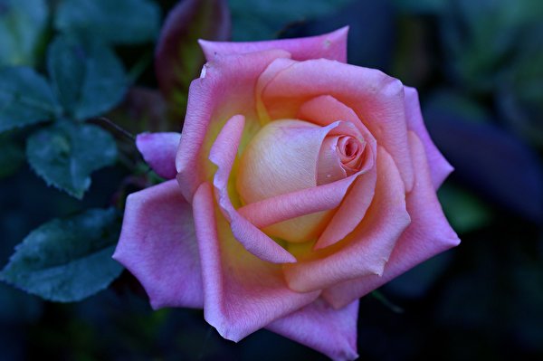 Обои для рабочего стола Розы розовые Цветы вблизи 600x399 роза розовая Розовый розовых цветок Крупным планом