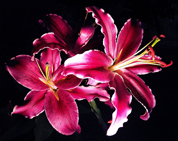 Fotos Lilien Blumen Großansicht Schwarzer Hintergrund 566x450 Blüte hautnah Nahaufnahme