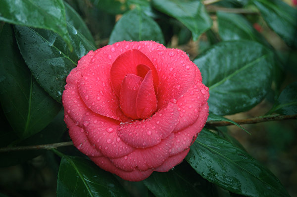 Fotos Nahaufnahme Kamelien Rosa Farbe Tropfen Blüte