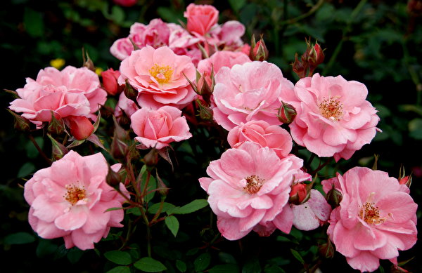 Bilder Rose Rosa Farbe Blüte