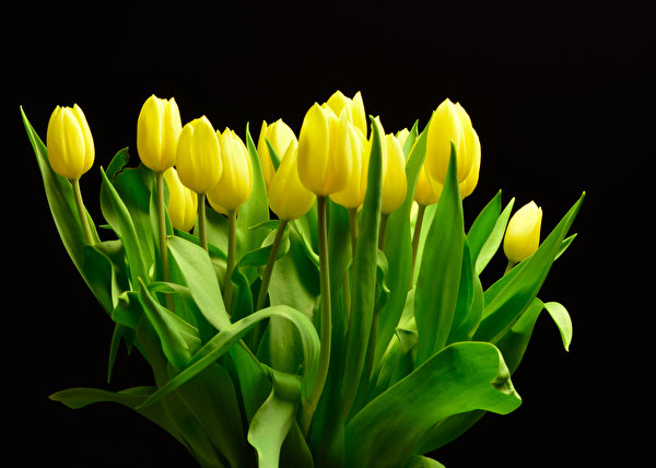 Hintergrundbilder Tulpen Gelb Schwarzer Hintergrund Blüte