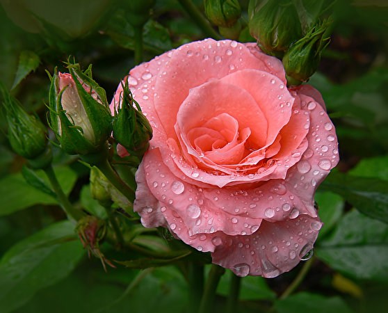 Bilder Rosen Großansicht Rosa Farbe Tropfen Blumen