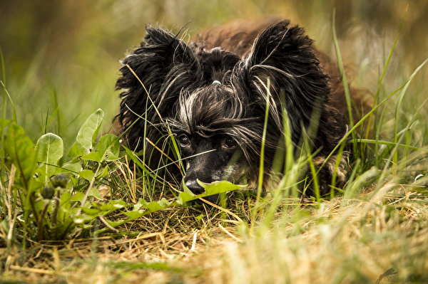 Fotos Hund Chinese Crested Gras Schwarz Tiere