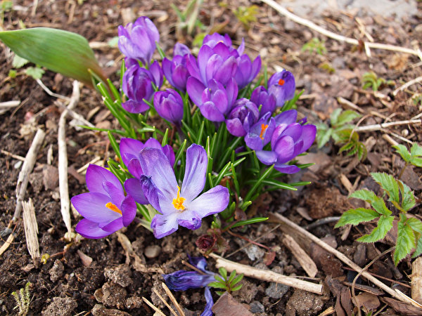 Bilder Krokusse Violett Blüte
