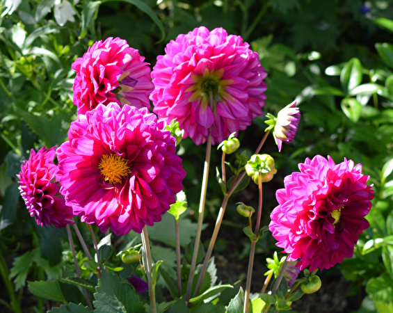 Hintergrundbilder Dahlien Nahaufnahme Rosa Farbe Blumen