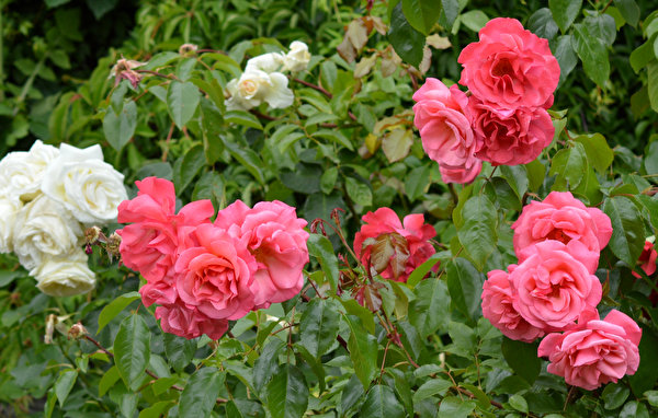 Bilder Rosen Rosa Farbe Blüte