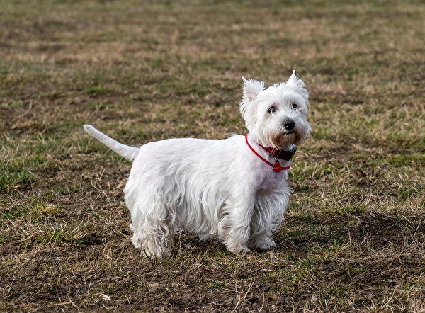 Fotos Hunde West Highland White Terrier Weiß ein Tier