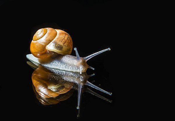 Pictures Snails reflected Closeup Animals Black background 600x414 Reflection animal