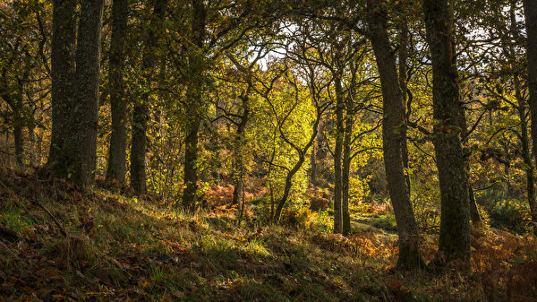 Wallpaper Scotland Pitlochry Nature Forests Trunk tree Trees 600x337