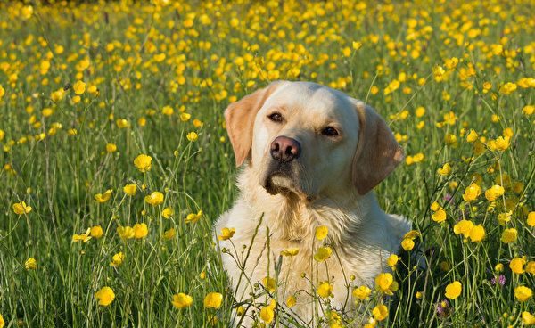 Photos Retriever dog buttercups animal 600x368