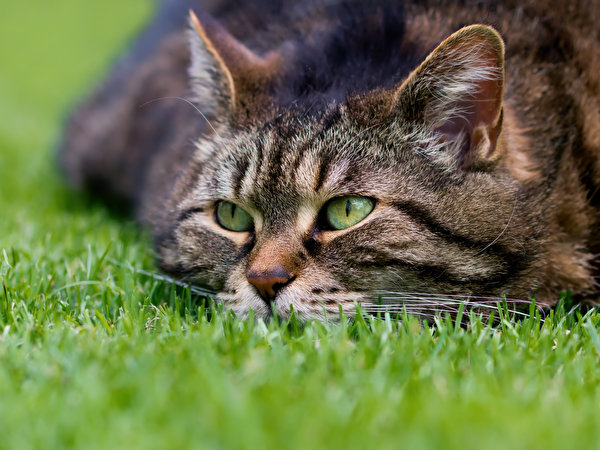 Picture Cats Grass Glance animal 600x450