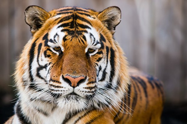 Desktop Wallpapers Siberian tiger tiger Snout animal 600x400