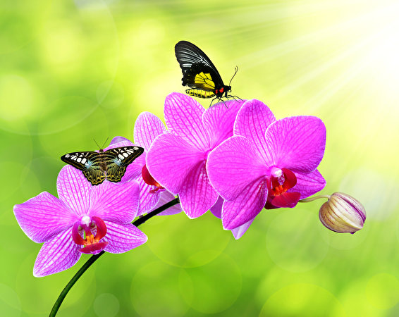 Wallpaper Butterfly Rose Orchid Flowers 566x450