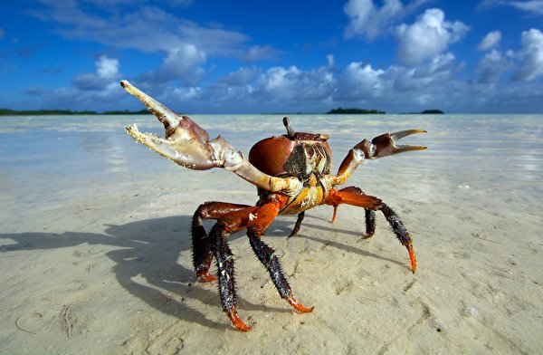 Afbeeldingen Krabben Hemelgewelf een dier 600x392 krab Dieren