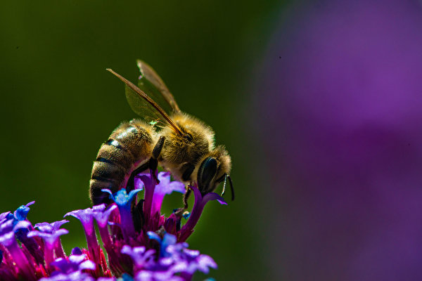 Fotos von Bienen Insekten ein Tier 600x400 Tiere