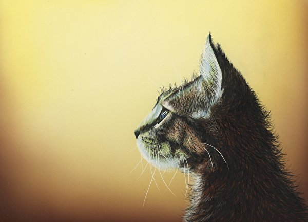 Images Cats Head Animals Painting Art 600x432