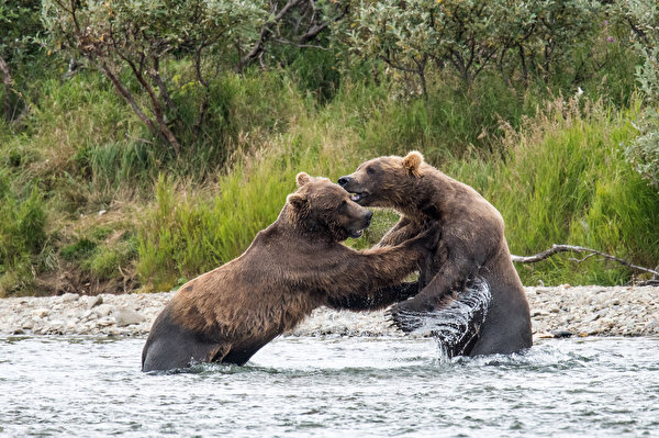 Desktop Wallpapers Grizzly bear 2 Fight Water Animals 600x399