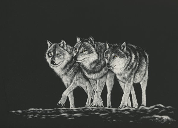 Wolves wallpaper (654 images) pictures download:6