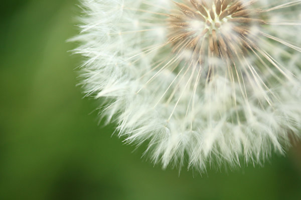 Pictures flower Taraxacum Macro photography Closeup 600x400